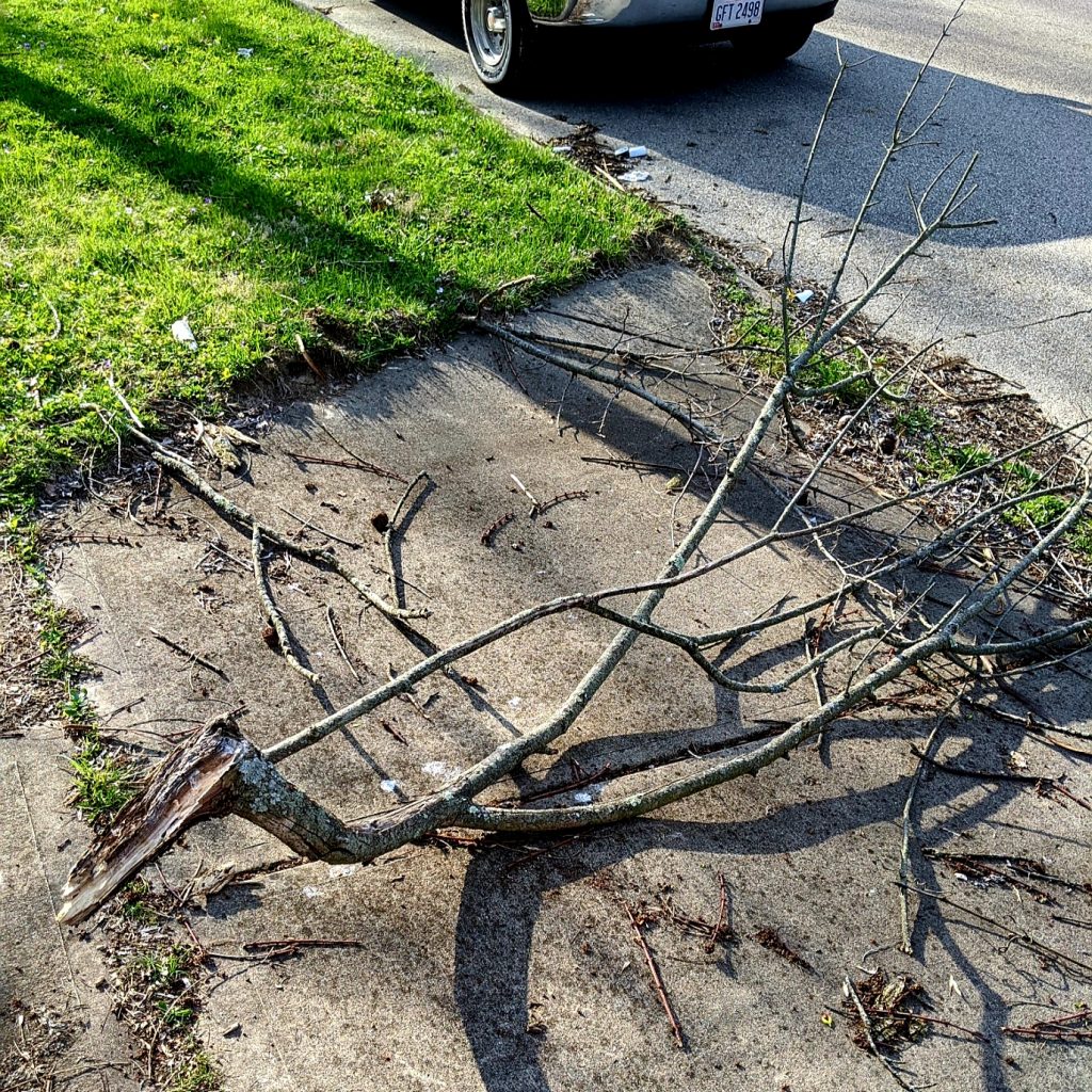 gigantic branch in driveway.