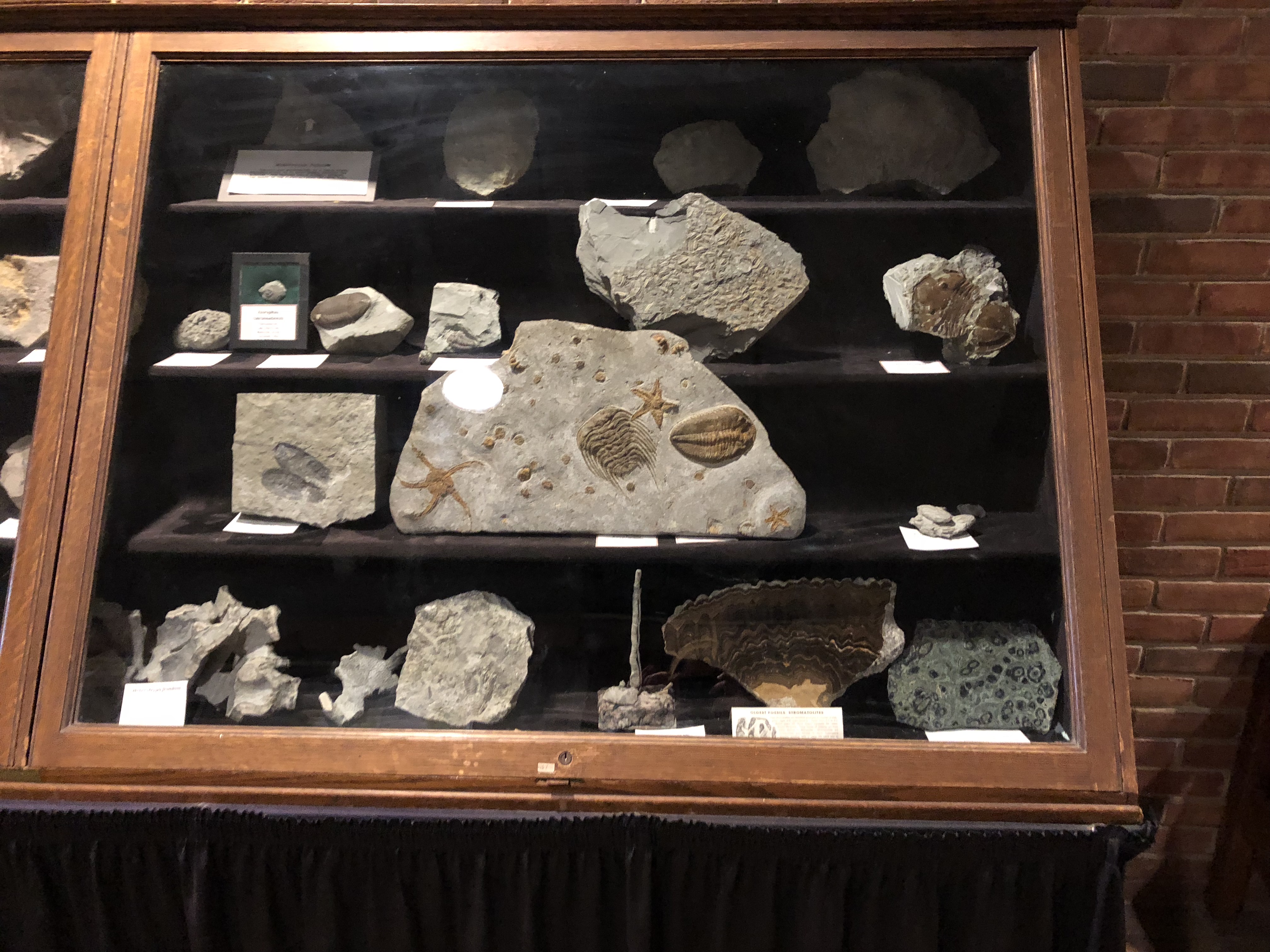 Picture of collected specimens of rocks, minerals and fossils in the Geophysics building.