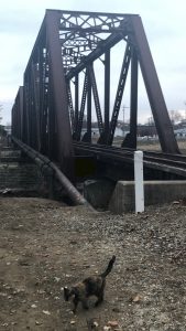 A rusted metal train bridge with metal piping on the side all suspended by stone pillars. The ground in front of the bridge is covered in gravel and there is a small calico cat walking in front.