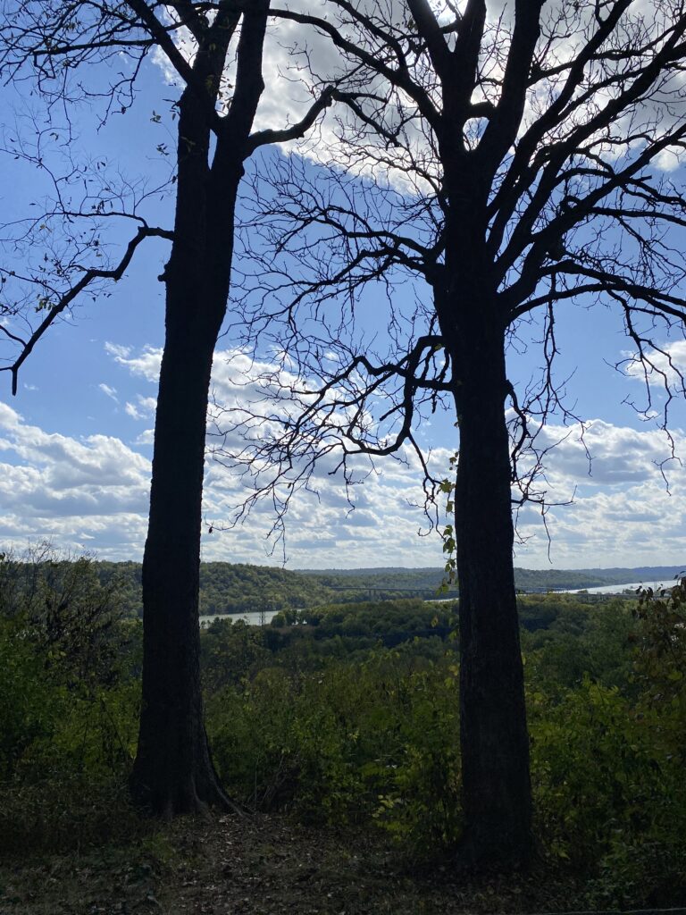 A view of the Ohio River as seen in between two large trees
