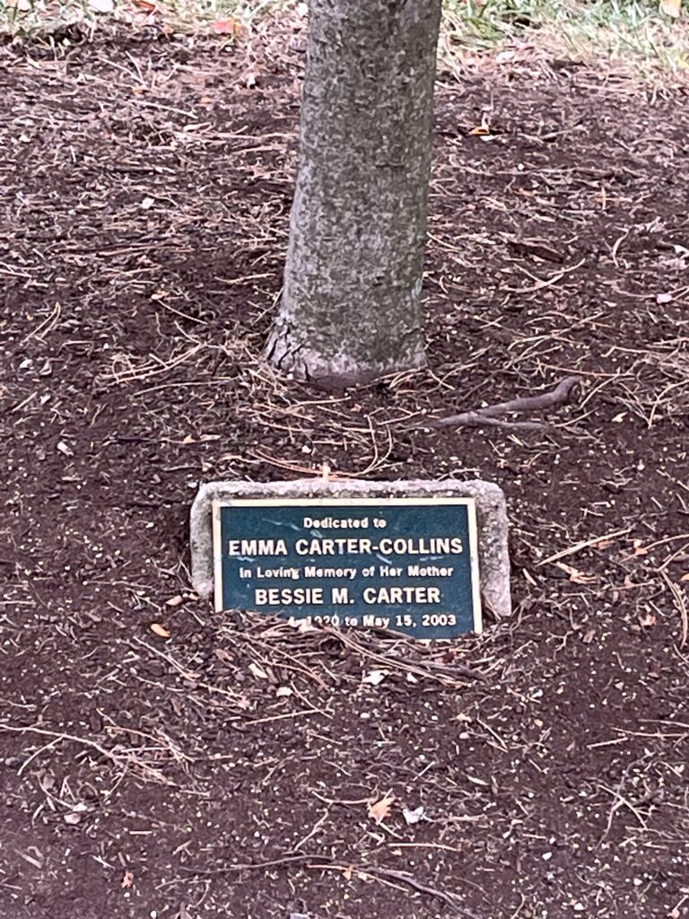 Tree dedication plaque to Emma Carter-Collins