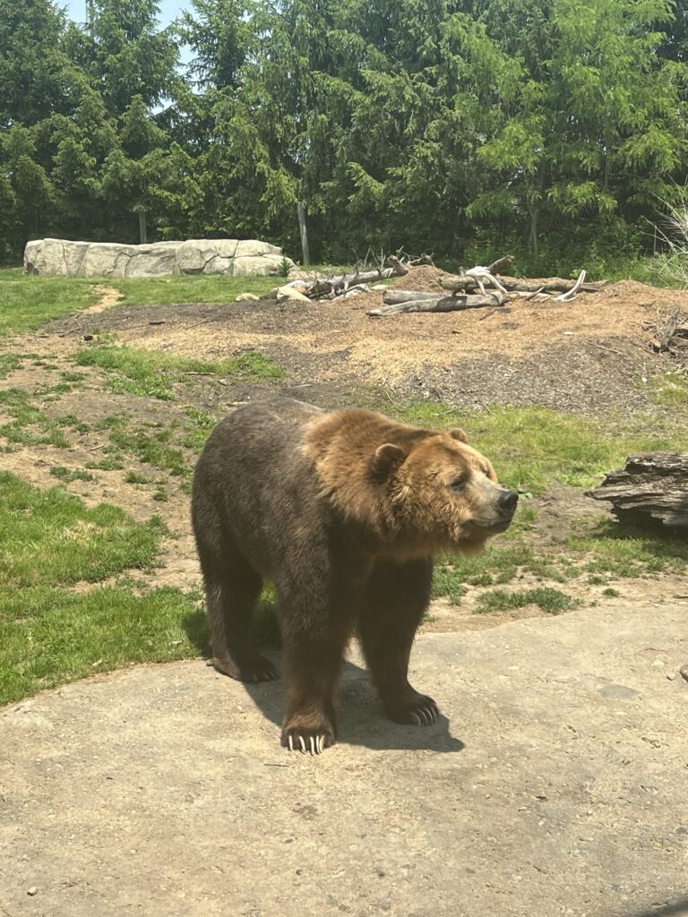 Bear at Columbus Zoo 