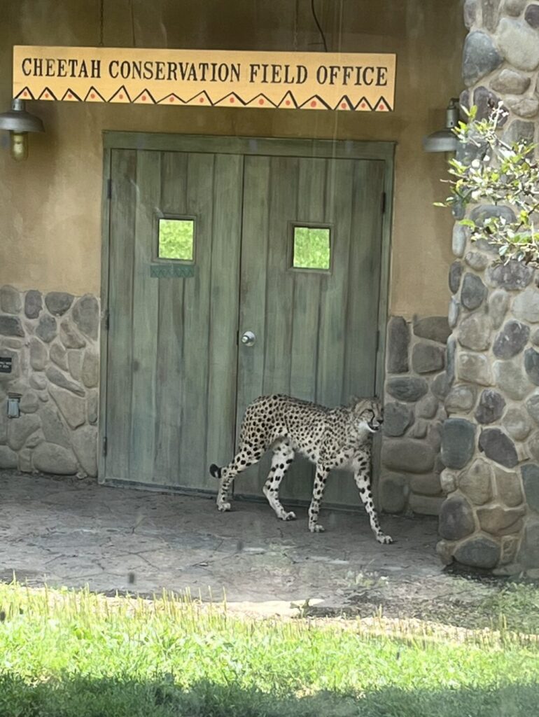 Cheetah at Columbus Zoo