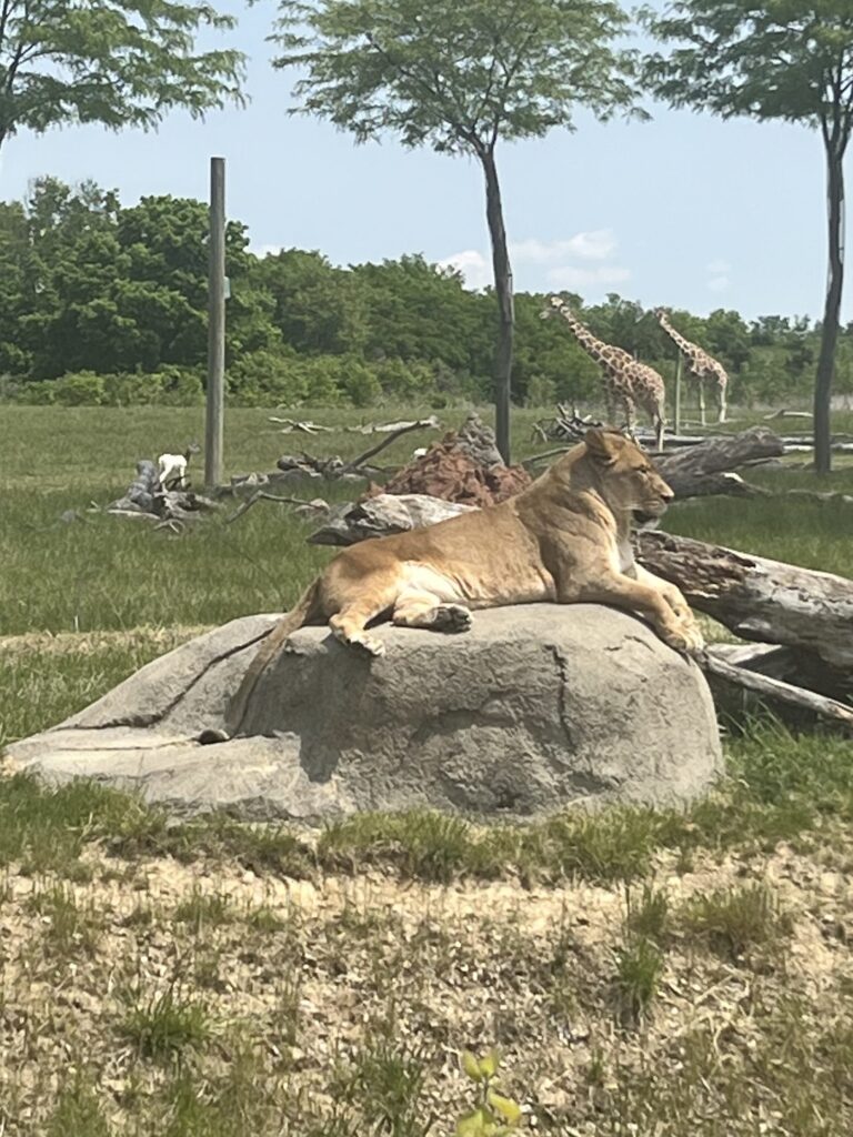 Lion at Columbus Zoo lounging on a big rock
