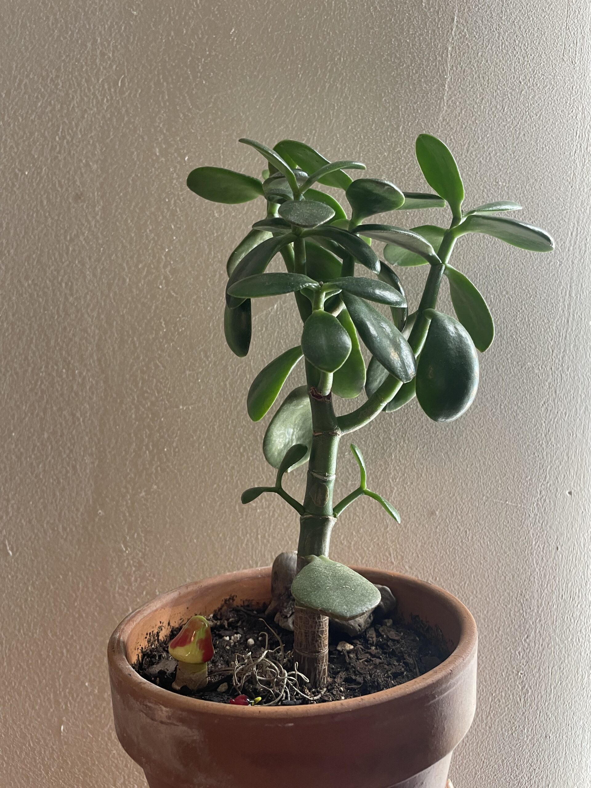 Parth's Jade stands tall and green. The leaves are ovel shaped leaves. It gives the appearance of a skeletal tree.